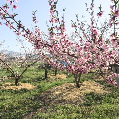 百花はちみつ